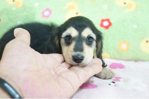 成約済の兵庫県のミニチュアダックスフンド(ロングヘアード)-73847の2枚目